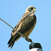 Swainson's Hawk