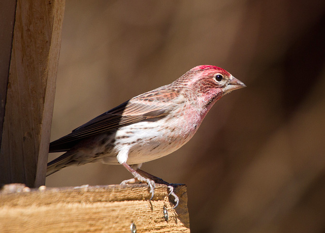 Cassin's Finch (Carpodacus cassinii)