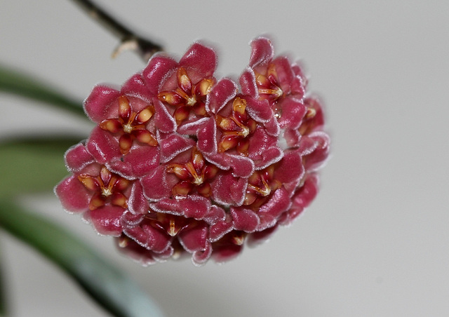 Hoya davidcummingii