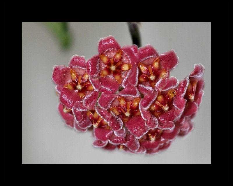 Hoya davidcummingii