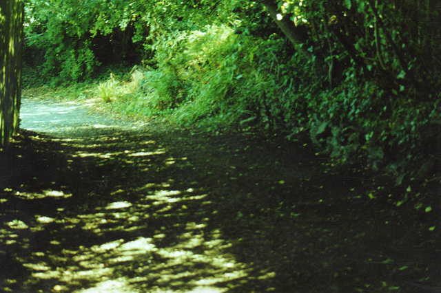 Looking down my driveway