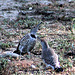 Norhtern Flicker