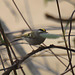 Golden-Crowned Kinglet