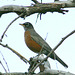 American Robin