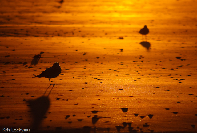 sunset on a seagull