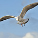 Mouette en observation...