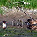 Green-Winged Teal and Mallard