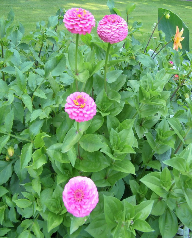 Dalhias pompon