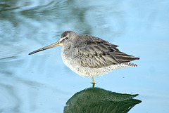 Long-Billed Dowitcher (Limnodromus scolopaceus)