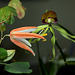 Passiflora aurantia (2)