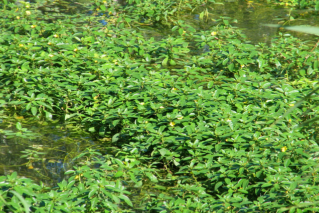 Dans la rivière