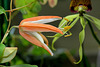 Passiflora aurantia (3)