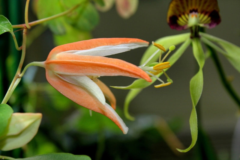 Passiflora aurantia (3)