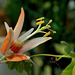 Passiflora aurantia (4)