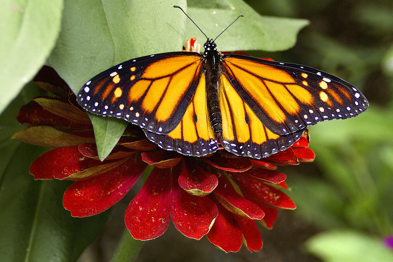 Monarchial Patterns – Brookside Gardens, Wheaton, Maryland