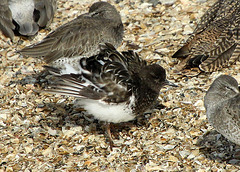 Black Turnstone (Arenaria melanocephala) Fluff Cycle