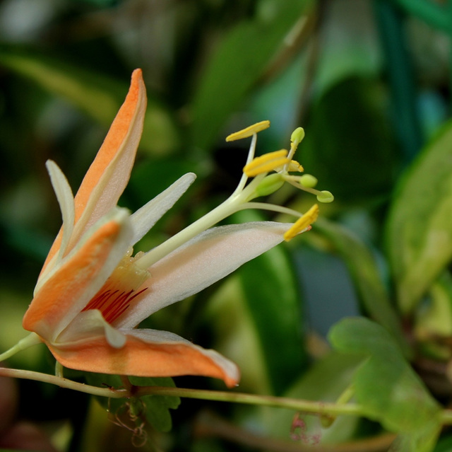 Passiflora aurantia (5)