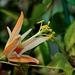 Passiflora aurantia (5)