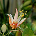 Passiflora aurantia (6)