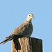 Eurasian Collared Dove