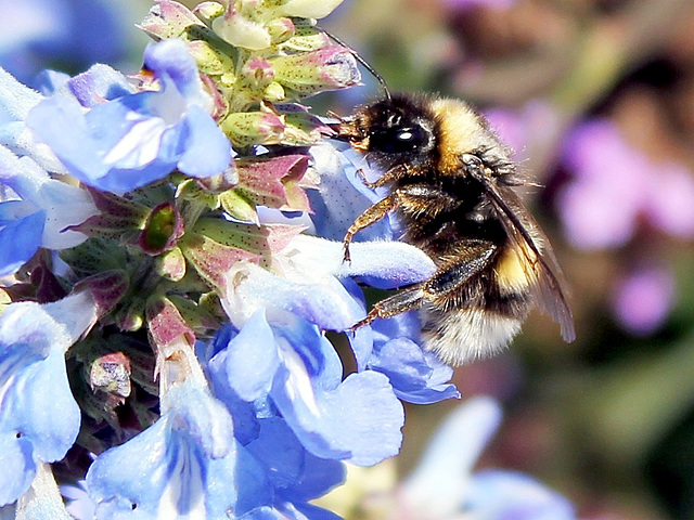 Hummel