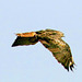 Red-Tailed Hawk