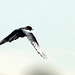 Black-Billed Magpie