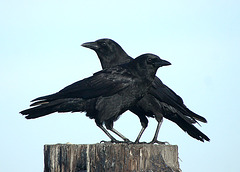 American Crows (Himantopus mexicanus)