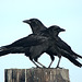American Crows (Himantopus mexicanus)