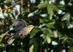 House Finch