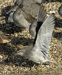 Short-Billed Dowitcher (Limnodromus griseus)