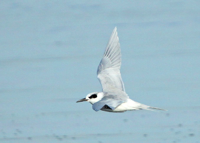 Forster's Tern (Sterna forsteri)