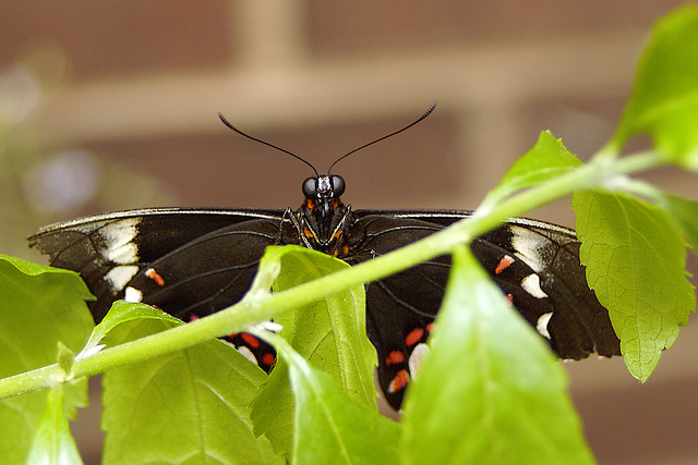 Darth Butterfly – Brookside Gardens, Wheaton, Maryland