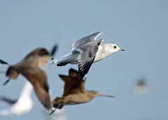 Mew Gull (Larus canus brachyrhynchus)