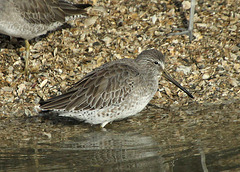 Short-Billed Dowticher (Limnodromus griseus)