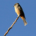 Say's Phoebe