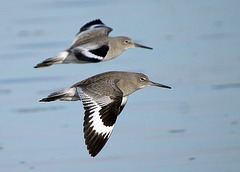 Willet Flight (Tringa semipalmata)