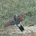 Northern Flicker