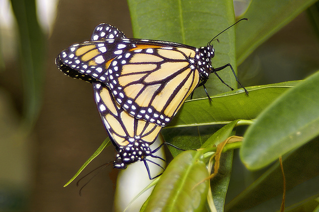 Monarchs Mating – Brookside Gardens, Wheaton, Maryland