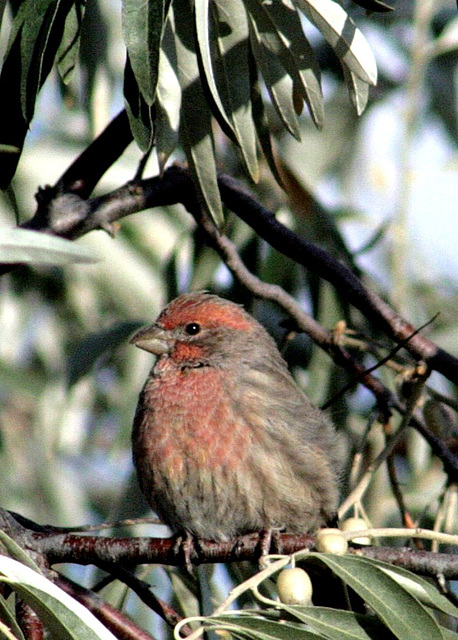 House Finch