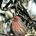 House Finch