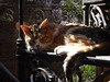 Romana duerme