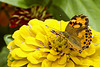 Mellow Yellow – Brookside Gardens, Wheaton, Maryland