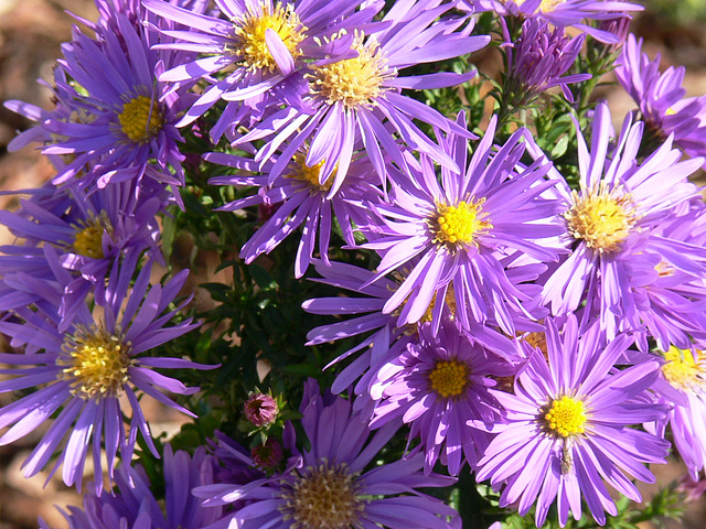 Herbstastern
