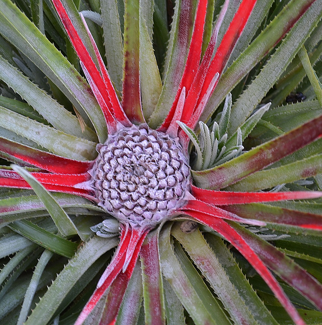 Fascicularia DSC 0010