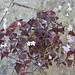 Oxalis triangularis DSC 0015