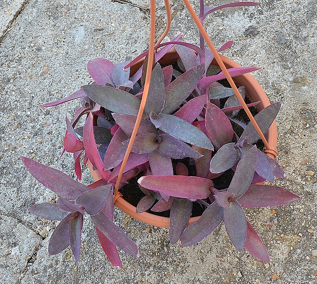 Tradescantia pallida 'Purpurea' DSC 0018