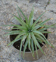 Puya venusta DSC 0019