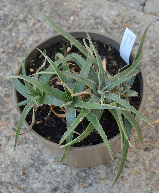 Dyckia remotiflora DSC 0024