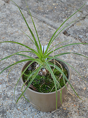 Puya mirabilis DSC 0026